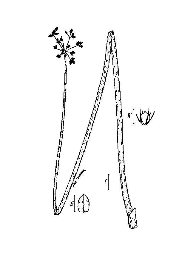 Plancia ëd Schoenoplectus tabernaemontani (C. C. Gmel.) Palla