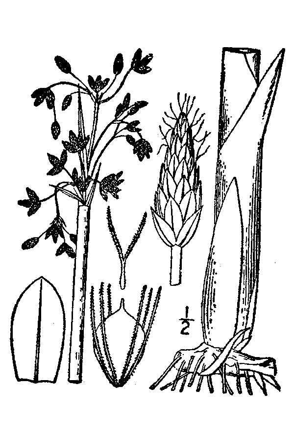 Plancia ëd Schoenoplectus tabernaemontani (C. C. Gmel.) Palla