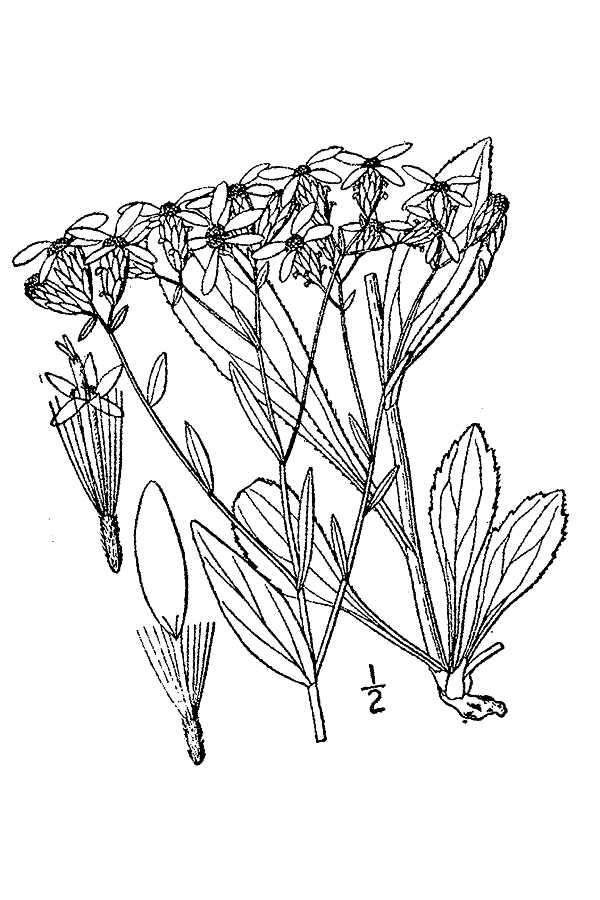 Plancia ëd Sericocarpus asteroides (L.) Britt., Stern & Pogg.