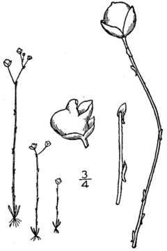 Image of Zigzag bladderwort