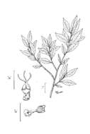 Ditrysinia fruticosa (W. Bartram) Govaerts & Frodin的圖片