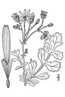 Image of butterweed