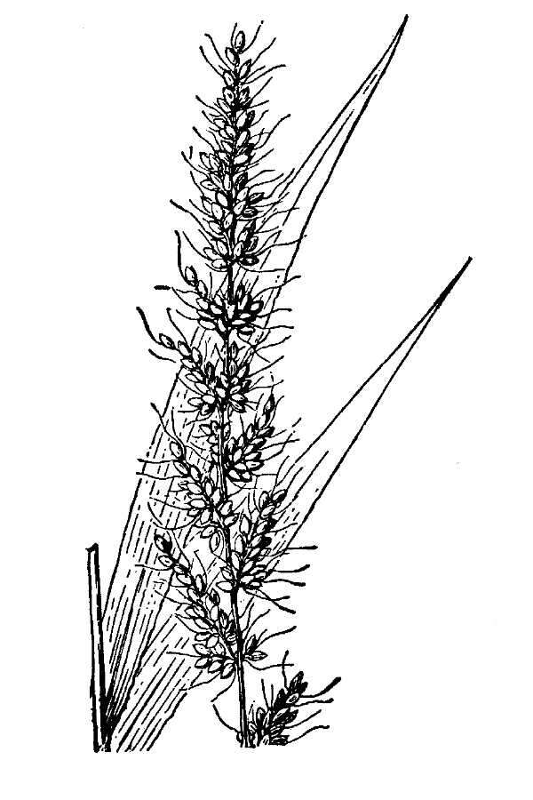 Image of Grisebach's bristlegrass