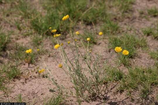 Image of desert marigold