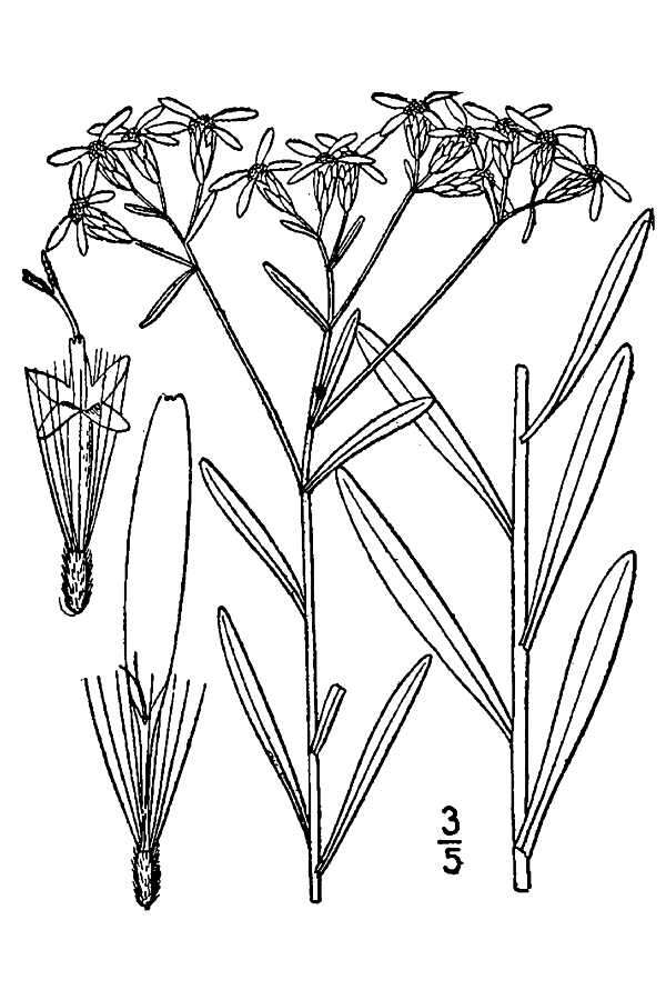 Image of narrowleaf whitetop aster