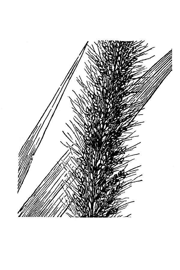 Image de Setaria macrosperma (Scribn. & Merr.) K. Schum.