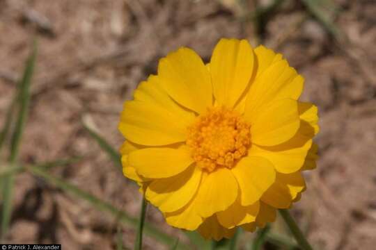 Image of desert marigold