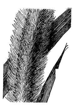 Image of Giant Bristle Grass