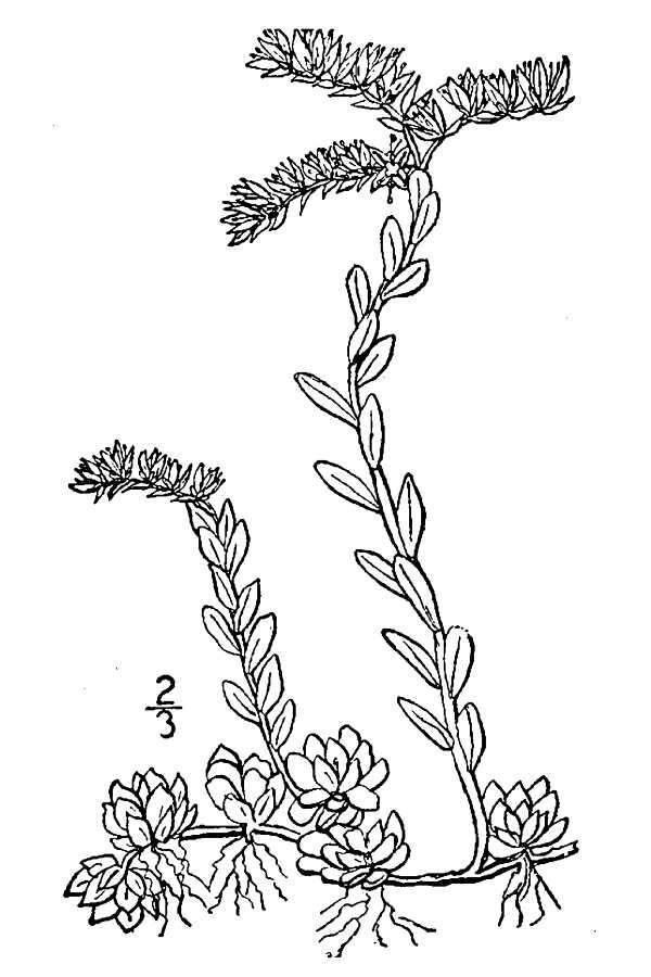 Image of Nevius' stonecrop