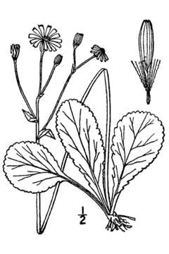 Image of roundleaf ragwort