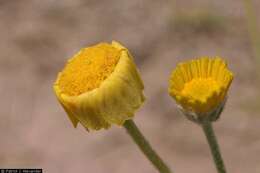 Image of desert marigold