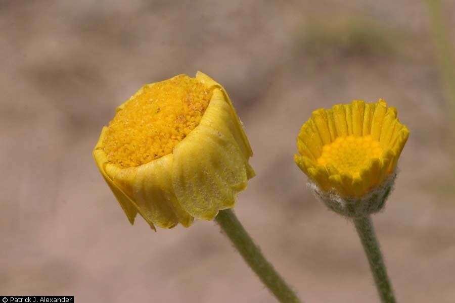 Image of desert marigold