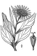 صورة Jacobaea pseudoarnica (Less.) Zuev