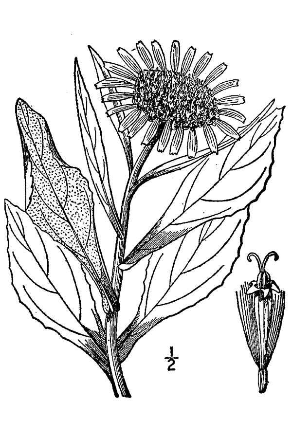 Plancia ëd Jacobaea pseudoarnica (Less.) Zuev