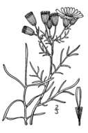 Image of Riddell's ragwort