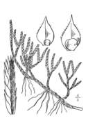 Image of northern selaginella