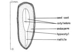 Image of redwood