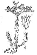 Sedum stenopetalum Pursh resmi