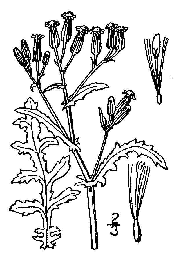 Image of wood groundsel, heather groundsel