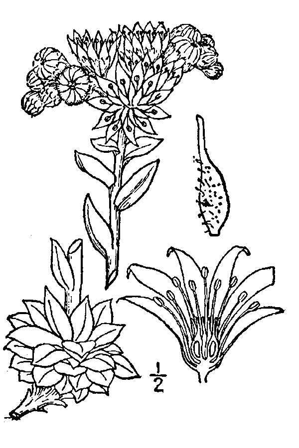 Sempervivum tectorum L. resmi
