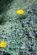 Image of desert marigold