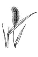 Imagem de Setaria viridis (L.) P. Beauv.