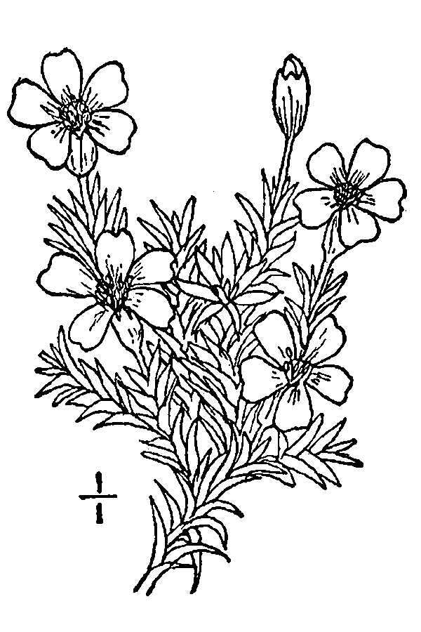 Image of moss campion