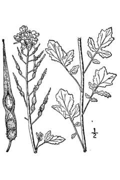 Image of white mustard