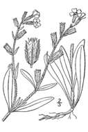 Image of common catchfly