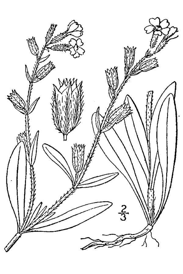 Image of common catchfly