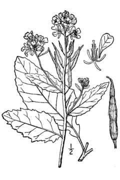 Image of charlock mustard