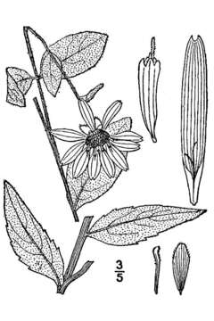 Image de Silphium asteriscus L.