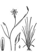 Image of eastern blue-eyed grass