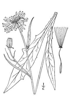 Image of Carolina desert-chicory