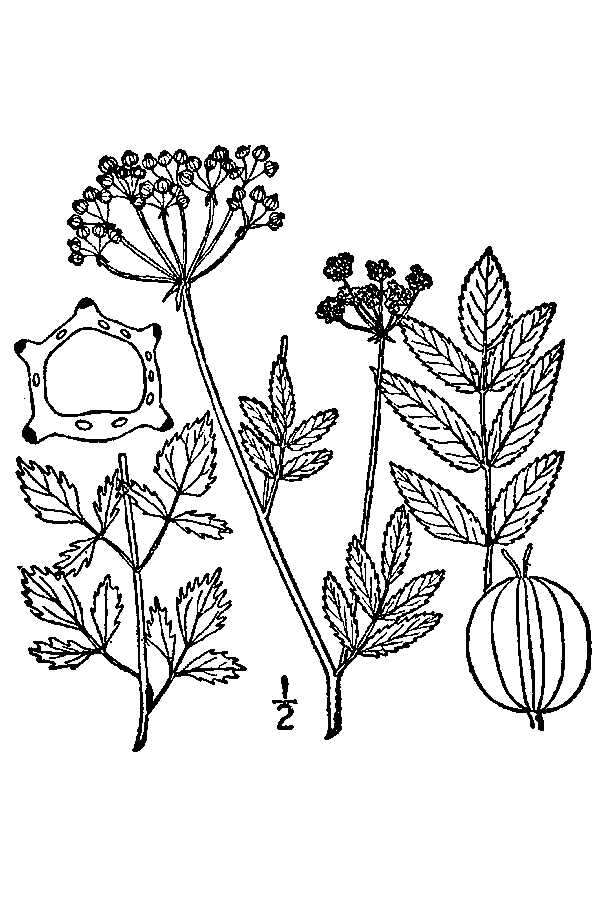 Image of Carson's Water-Parsnip