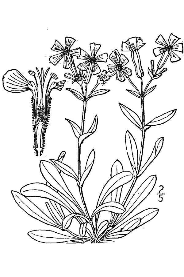 Image of sticky catchfly