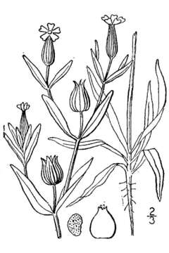 Image of striped corn catchfly