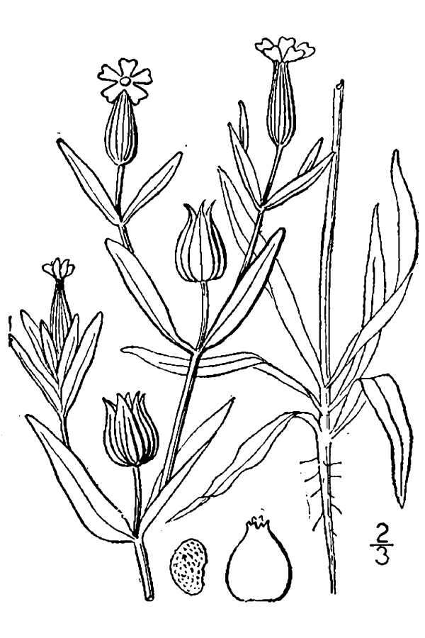 Image of striped corn catchfly