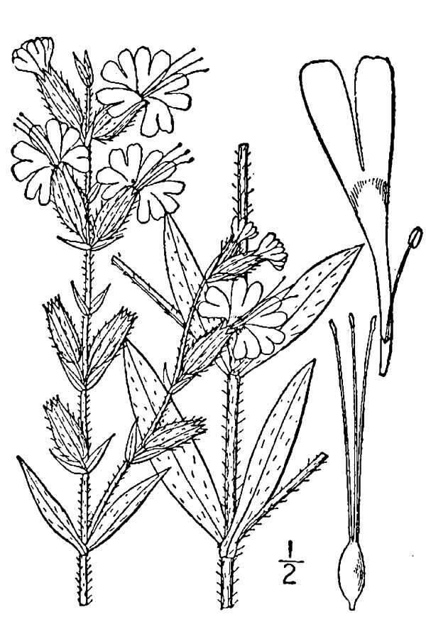 Image of Forked Catchfly