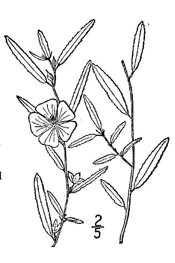 Image of Elliott's fanpetals