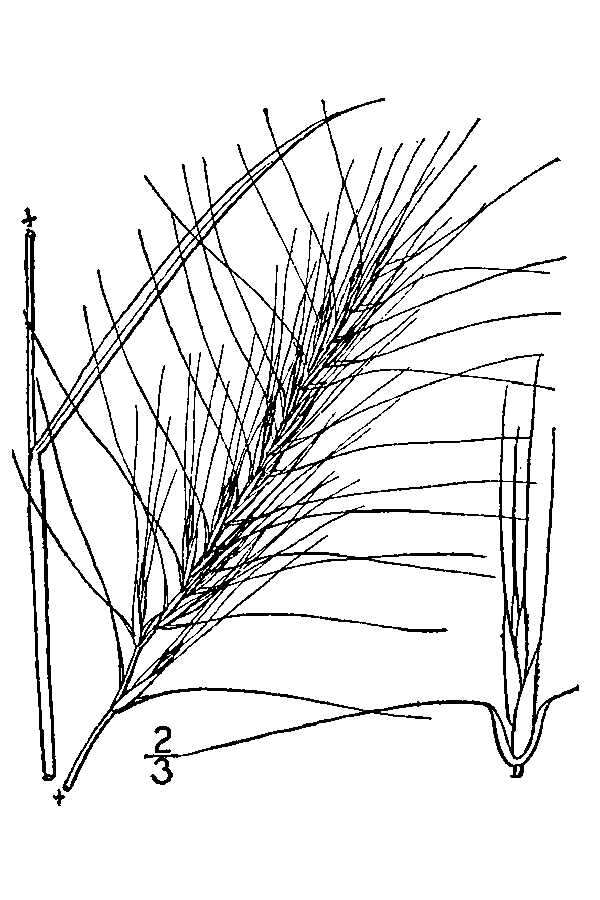 Imagem de Elymus elymoides subsp. elymoides