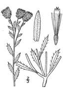 Imagem de Machaeranthera grindelioides var. grindelioides