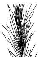 Imagem de Elymus hansenii Scribn.