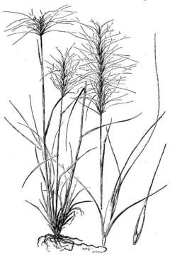 Imagem de Elymus elymoides subsp. elymoides