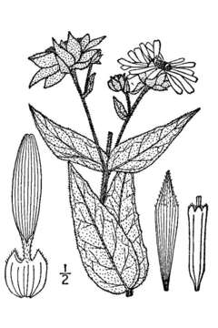 Image de Silphium integrifolium Michx.