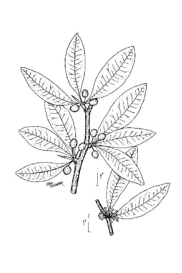 Image of buckthorn bully