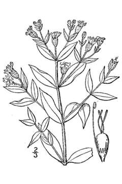 Image of Menzies' campion