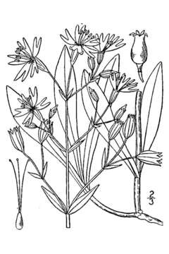 Image of Eurasian catchfly