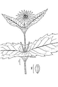 Image de Silphium perfoliatum L.