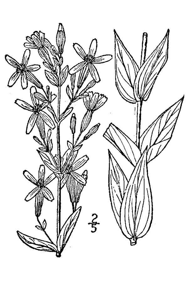 Image of royal catchfly